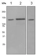 Western blot - Anti-SUPT16H antibody [EPR3685] (AB108960)