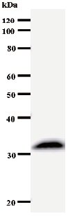 Western blot - Anti-SUPT4H antibody [3079C1a] (AB54350)