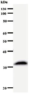 Western blot - Anti-SUPT4H antibody [3079C1a] (AB54350)