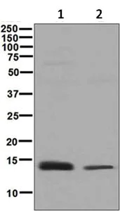 Western blot - Anti-SUPT4H antibody [EPR6100(2)] (AB129187)