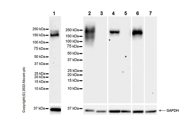 Western blot - Anti-SUR1 antibody [EPR25761-44] - BSA and Azide free (AB302612)