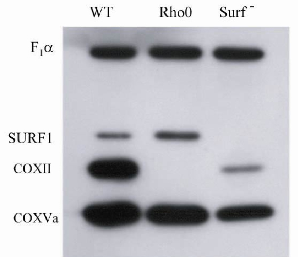 Western blot - Anti-Surf1 antibody [21H2BG4] (AB110256), expandable thumbnail