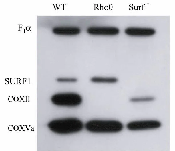 Western blot - Anti-Surf1 antibody [21H2BG4] (AB110256)