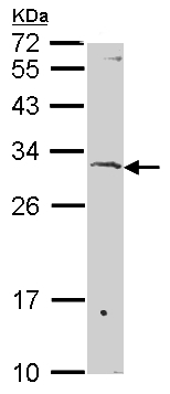 Western blot - Anti-Surf1 antibody (AB155251), expandable thumbnail