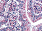 Immunohistochemistry (Formalin/PFA-fixed paraffin-embedded sections) - Anti-SURF4 antibody (AB133369)