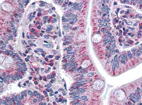 Immunohistochemistry (Formalin/PFA-fixed paraffin-embedded sections) - Anti-SURF4 antibody (AB133369)