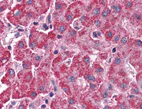 Immunohistochemistry (Formalin/PFA-fixed paraffin-embedded sections) - Anti-SURF4 antibody (AB133369)
