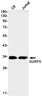 Western blot - Anti-SURF4 Antibody [S07-1F1] (AB317407)