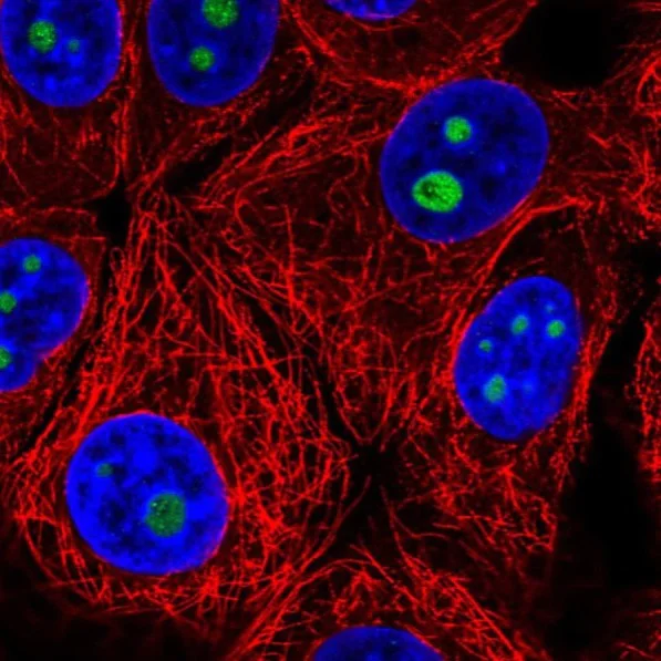 Immunocytochemistry/ Immunofluorescence - Anti-Surf6 antibody (AB221990)