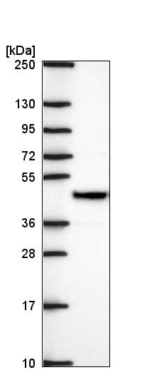 Western blot - Anti-Surf6 antibody (AB221990)