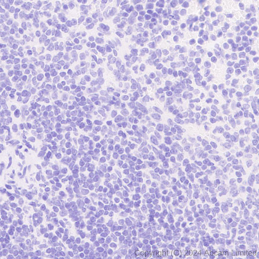 Immunohistochemistry (Formalin/PFA-fixed paraffin-embedded sections) - Anti-Surfactant Protein A/PSAP antibody [EPR29097-290] (ab322404), expandable thumbnail