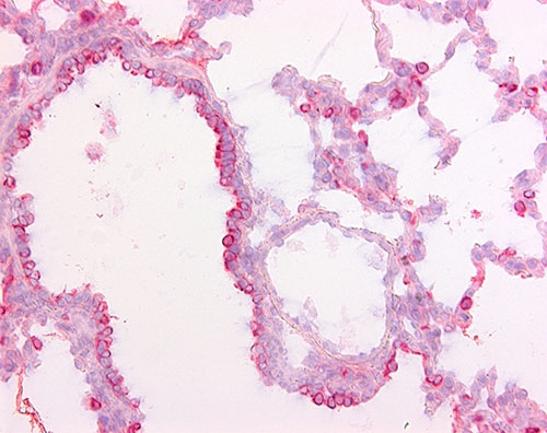 Immunohistochemistry (Frozen sections) - Anti-Surfactant protein D/SP-D antibody [1.7] (AB194859)