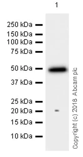 Western blot - Anti-Surfactant protein D/SP-D antibody [EPR21774-153] (AB220422)