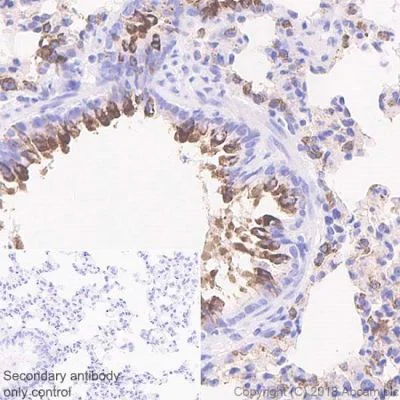 Immunohistochemistry (Formalin/PFA-fixed paraffin-embedded sections) - Anti-Surfactant protein D/SP-D antibody [EPR21774-153] - BSA and Azide free (AB234260)