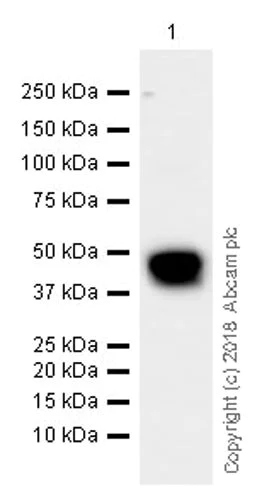 Western blot - Anti-Surfactant protein D/SP-D antibody [EPR21928-209] (AB220423)
