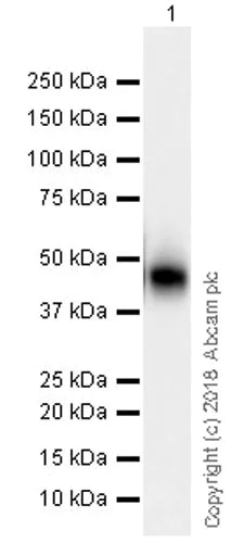 Western blot - Anti-Surfactant protein D/SP-D antibody [EPR21928-209] (AB220423)