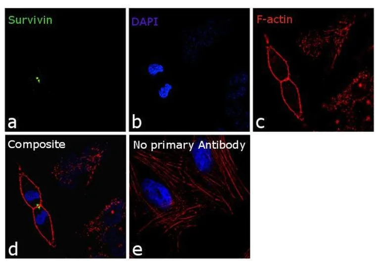 Immunocytochemistry - Anti-Survivin 3 alpha antibody [9H18L32] (AB203571)