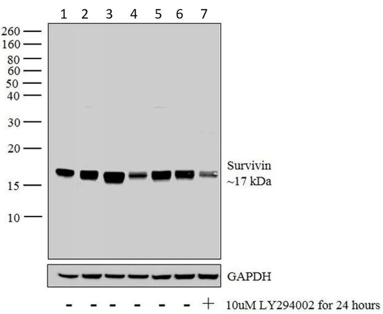 Western blot - Anti-Survivin 3 alpha antibody [9H18L32] (AB203571)