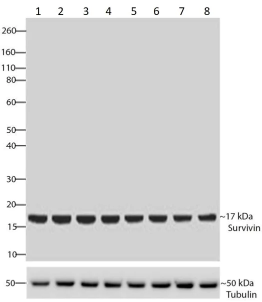 Western blot - Anti-Survivin 3 alpha antibody [9H18L32] (AB203571)
