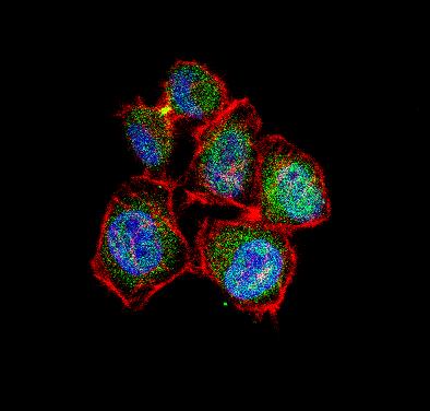 Immunocytochemistry/ Immunofluorescence - Anti-Survivin antibody (AB469), expandable thumbnail
