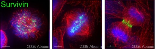 Immunocytochemistry/ Immunofluorescence - Anti-Survivin antibody (AB469), expandable thumbnail