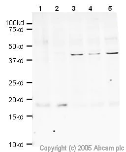 Western blot - Anti-Survivin antibody (AB469)