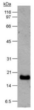 Western blot - Anti-Survivin antibody (ab469), expandable thumbnail