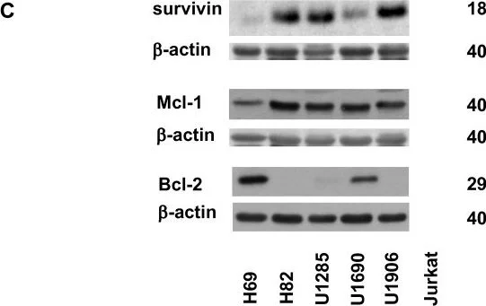 Western blot - Anti-Survivin antibody (AB469)