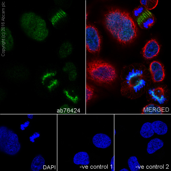 Immunocytochemistry/ Immunofluorescence - Anti-Survivin antibody [EP2880Y] (AB76424), expandable thumbnail