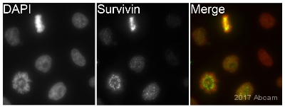 Immunocytochemistry/ Immunofluorescence - Anti-Survivin antibody [EP2880Y] (AB76424), expandable thumbnail
