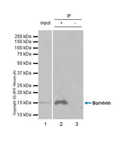 Immunoprecipitation - Anti-Survivin antibody [EP2880Y] (AB76424), expandable thumbnail