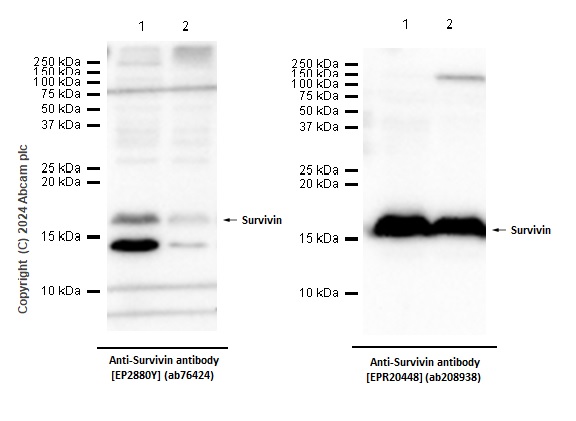 Western blot - Anti-Survivin antibody [EP2880Y] (ab76424), expandable thumbnail