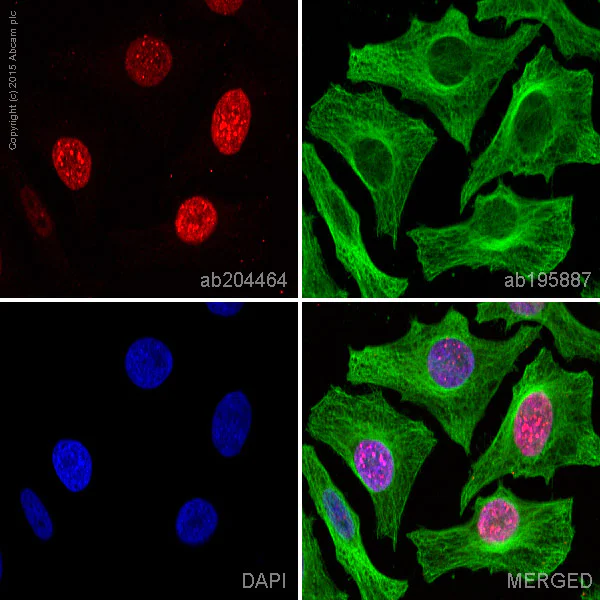 Immunocytochemistry/ Immunofluorescence - Anti-Survivin antibody [EP2880Y] - BSA and Azide free (AB192675)