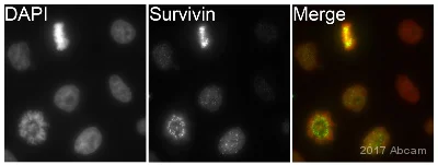 Immunocytochemistry/ Immunofluorescence - Anti-Survivin antibody [EP2880Y] - BSA and Azide free (AB192675)