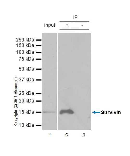 Immunoprecipitation - Anti-Survivin antibody [EP2880Y] - BSA and Azide free (AB192675)
