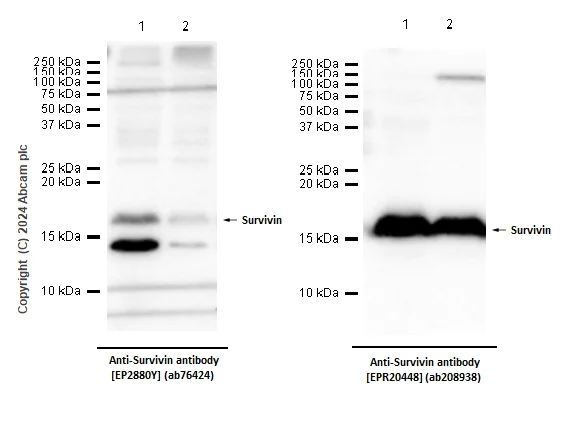 Western blot - Anti-Survivin antibody [EP2880Y] - BSA and Azide free (AB192675)
