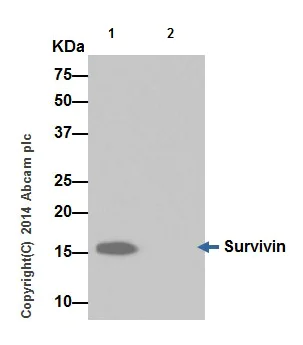 Immunoprecipitation - Anti-Survivin antibody [EPR17358] (AB182132)
