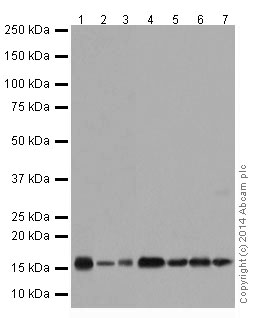 Western blot - Anti-Survivin antibody [EPR17358] (AB182132)