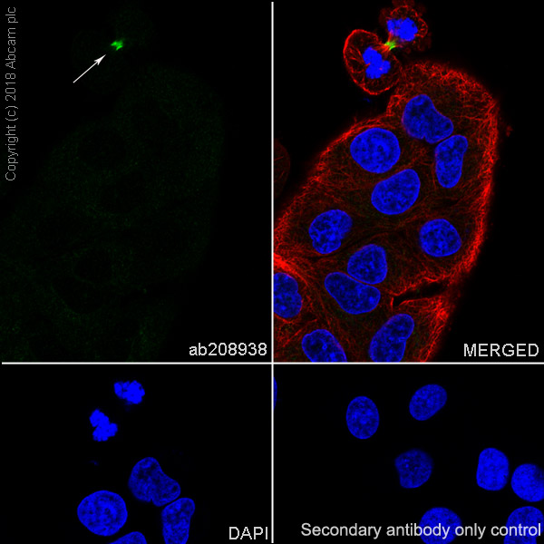 Immunocytochemistry/ Immunofluorescence - Anti-Survivin antibody [EPR20448] (ab208938), expandable thumbnail