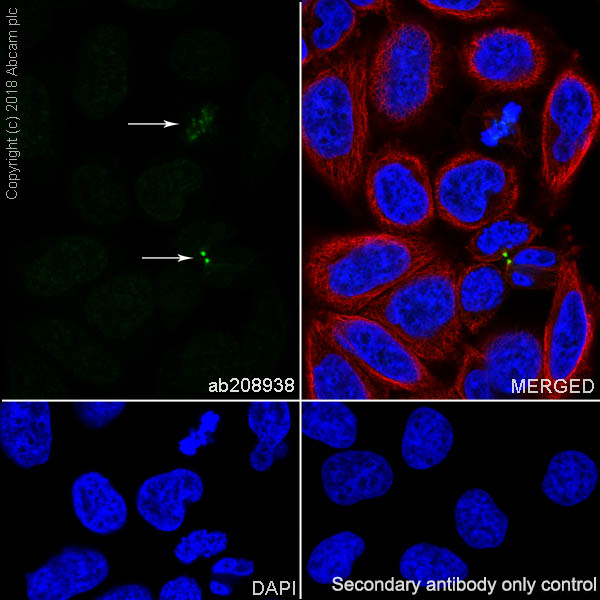 Immunocytochemistry/ Immunofluorescence - Anti-Survivin antibody [EPR20448] (AB208938), expandable thumbnail