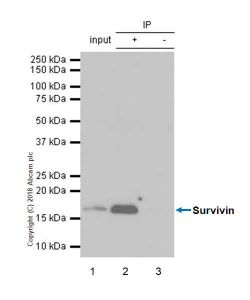 Immunoprecipitation - Anti-Survivin antibody [EPR20448] (AB208938), expandable thumbnail