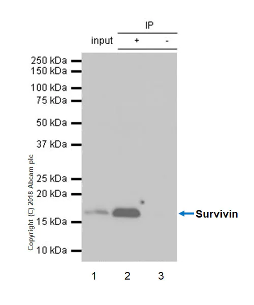Immunoprecipitation - Anti-Survivin antibody [EPR20448] (AB208938)