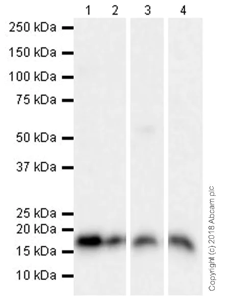 Western blot - Anti-Survivin antibody [EPR20448] (AB208938)