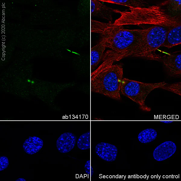 Immunocytochemistry/ Immunofluorescence - Anti-Survivin antibody [EPR2675] - BSA and Azide free (AB167450)
