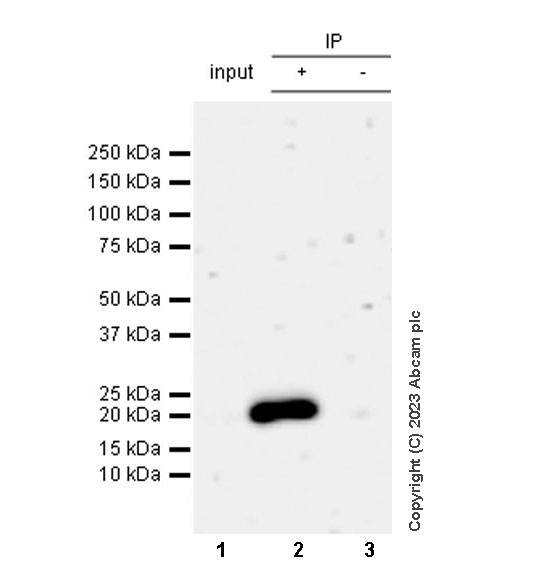 Immunoprecipitation - Anti-Survivin antibody [RM1086] (ab316022), expandable thumbnail