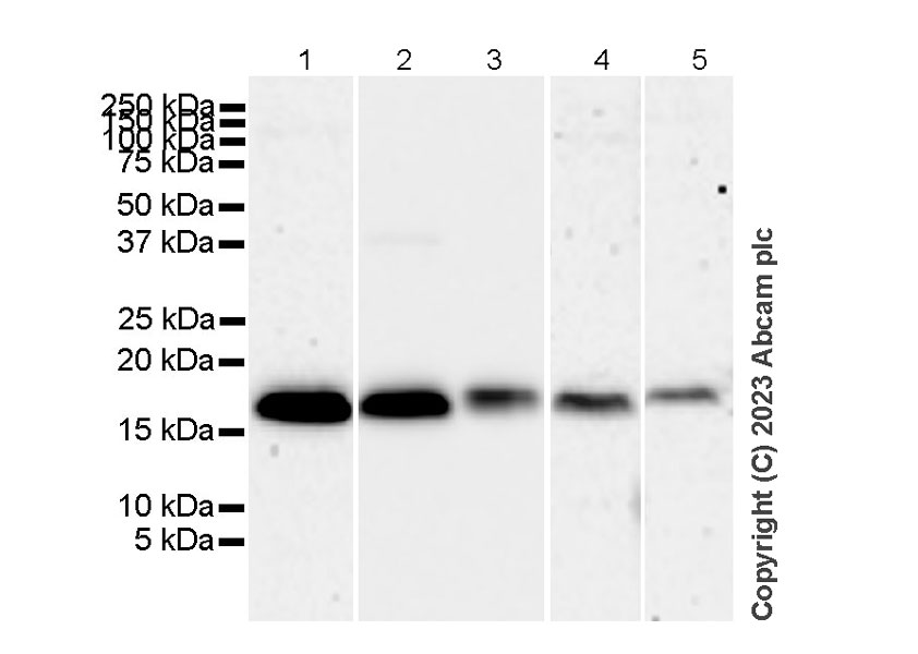 Western blot - Anti-Survivin antibody [RM1086] (AB316022), expandable thumbnail