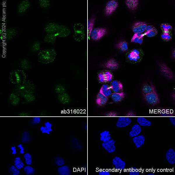 Immunocytochemistry/ Immunofluorescence - Anti-Survivin antibody [RM1086] - BSA and Azide free (AB316023)