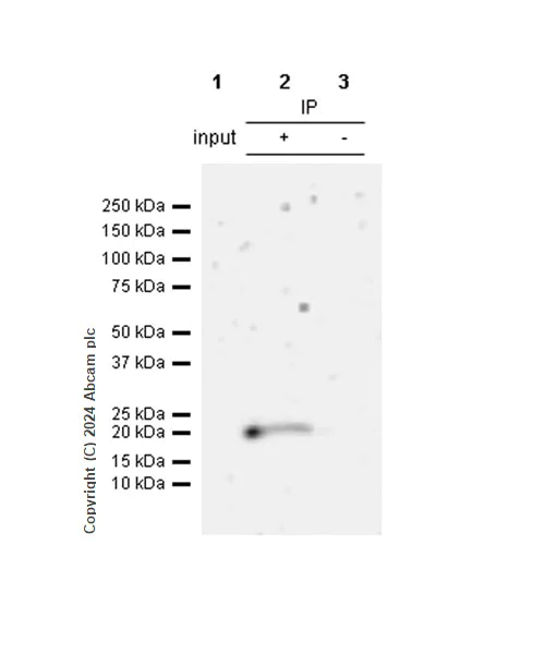 Immunoprecipitation - Anti-Survivin antibody [RM1086] - BSA and Azide free (AB316023)