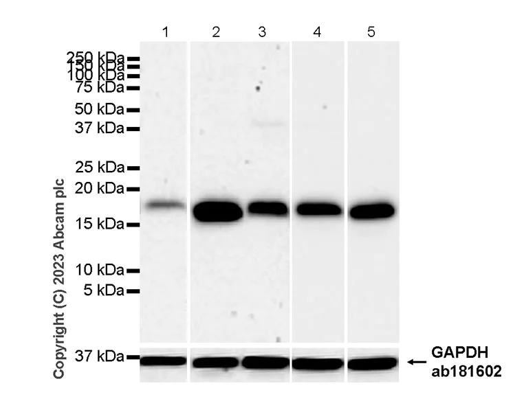 Western blot - Anti-Survivin antibody [RM1086] - BSA and Azide free (AB316023)