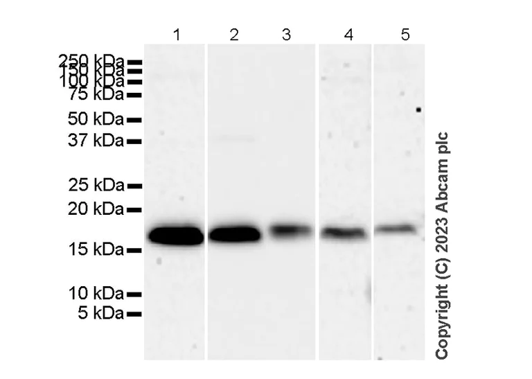 Western blot - Anti-Survivin antibody [RM1086] - BSA and Azide free (AB316023)